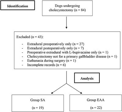 Extradural anaesthesia-analgesia in dogs undergoing cholecystectomy: A single centre retrospective study